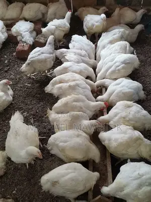 Broiler Chicken for Sell