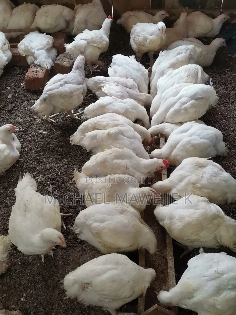 Broiler Chicken for Sell