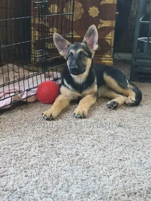 3-6 months Male Purebred German Shepherd