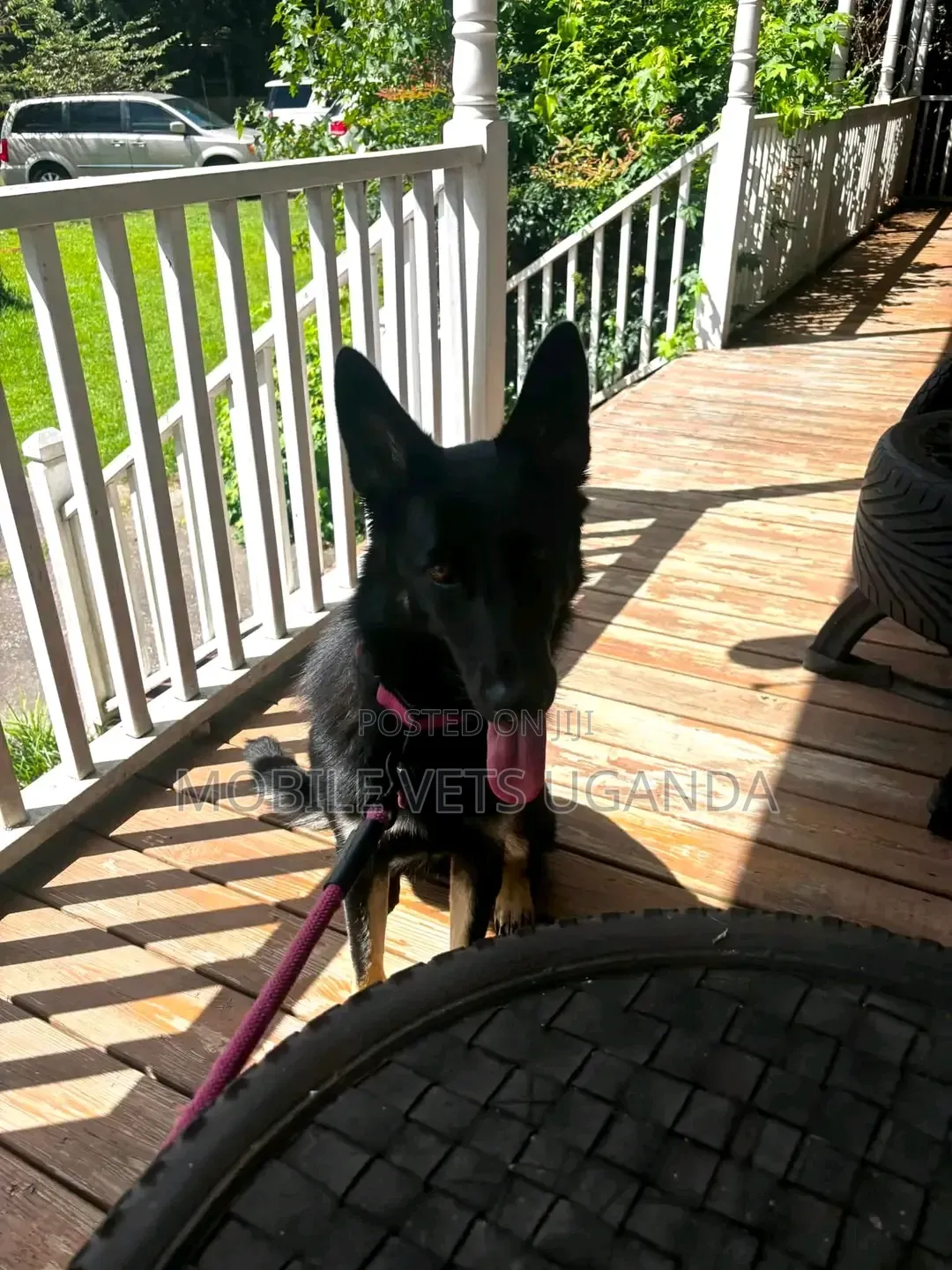 6-12 months Male Purebred German Shepherd