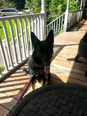 6-12 months Male Purebred German Shepherd