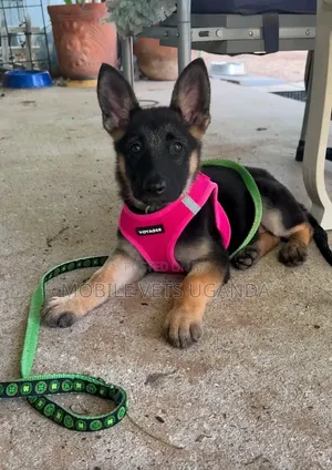 3-6 months Female Purebred German Shepherd