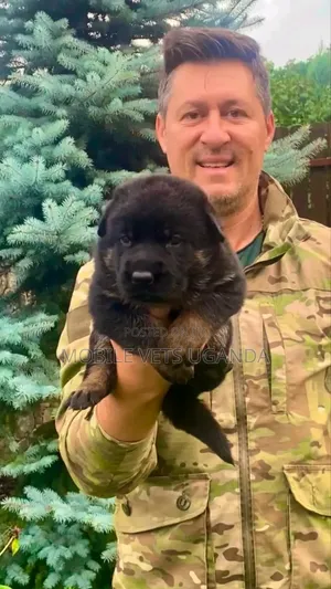 0-1 month Female Purebred German Shepherd