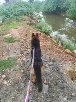 3-6 months Male Purebred German Shepherd