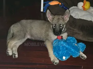 1-3 months Female Purebred German Shepherd