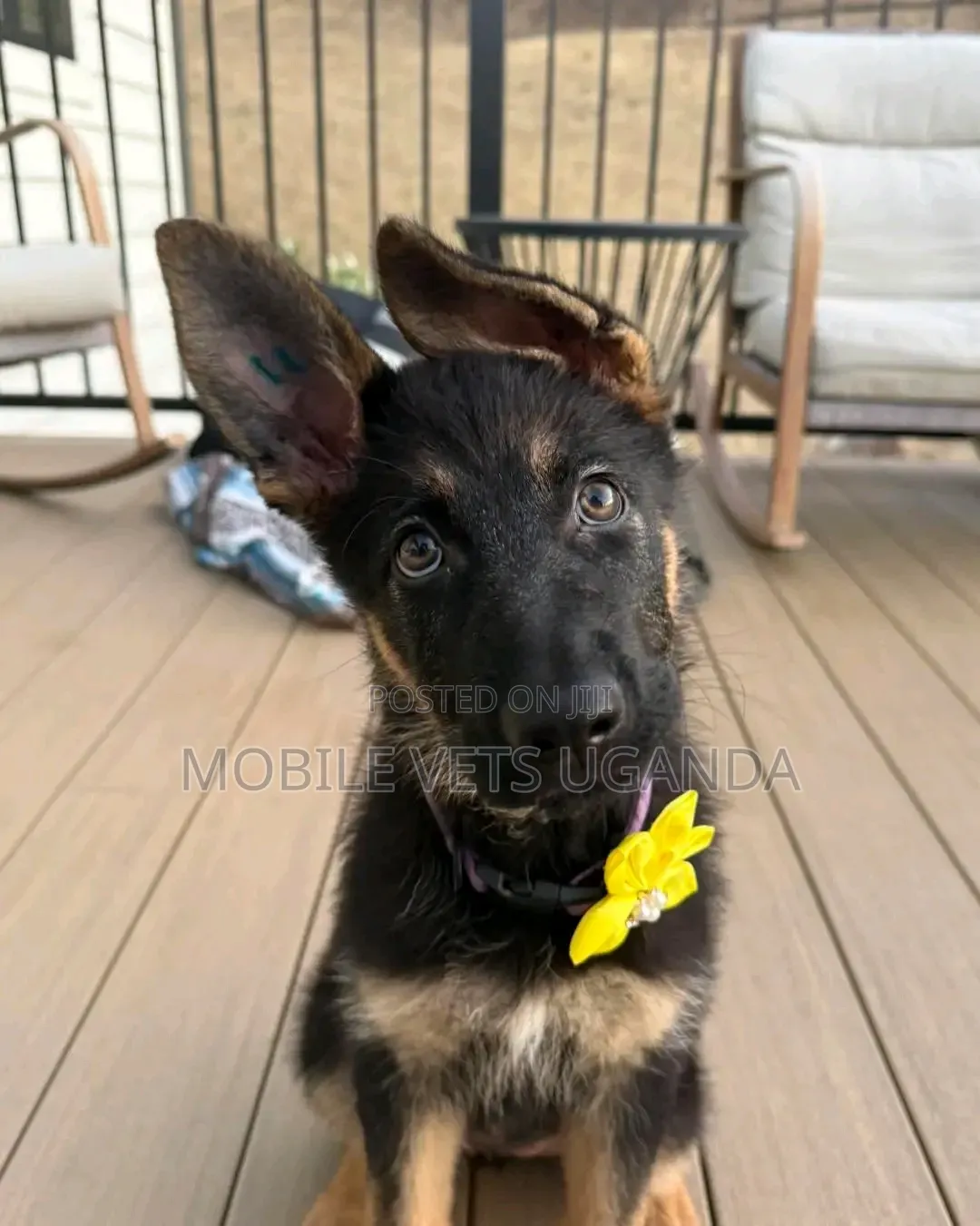 3-6 months Female Purebred German Shepherd