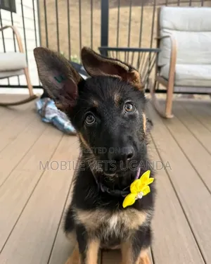 3-6 months Female Purebred German Shepherd