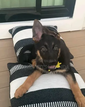 1-3 months Male Purebred German Shepherd