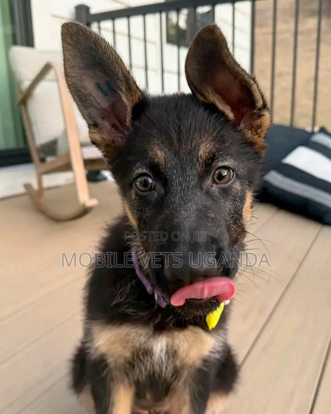1-3 months Male Purebred German Shepherd