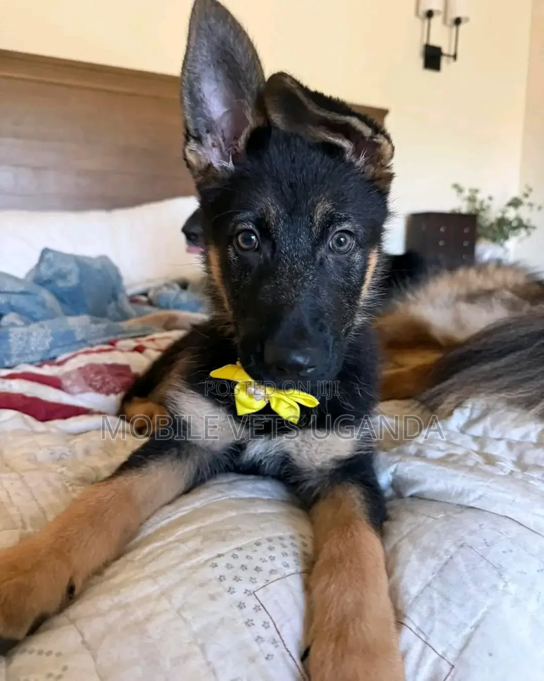 3-6 months Female Purebred German Shepherd