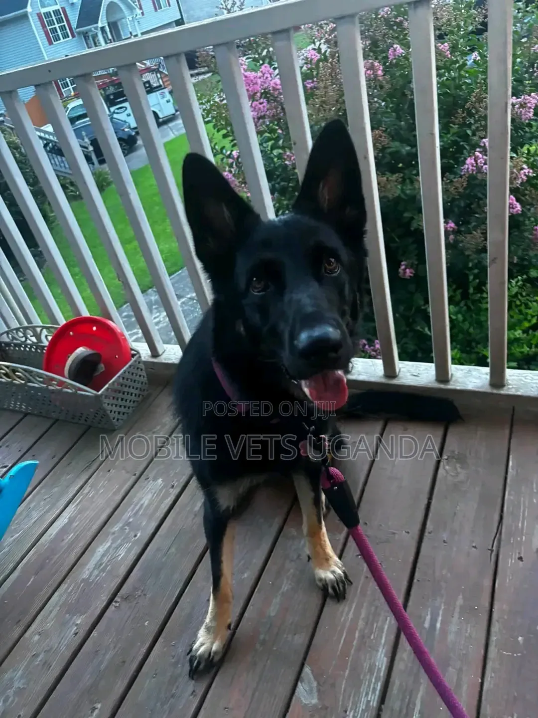 6-12 months Male Purebred German Shepherd