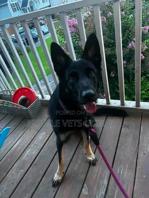 6-12 months Male Purebred German Shepherd