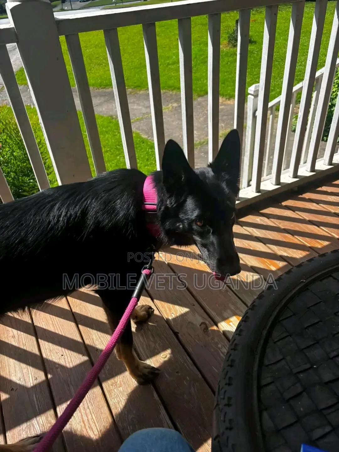 1-3 months Female Purebred German Shepherd