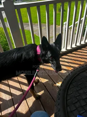 1-3 months Female Purebred German Shepherd