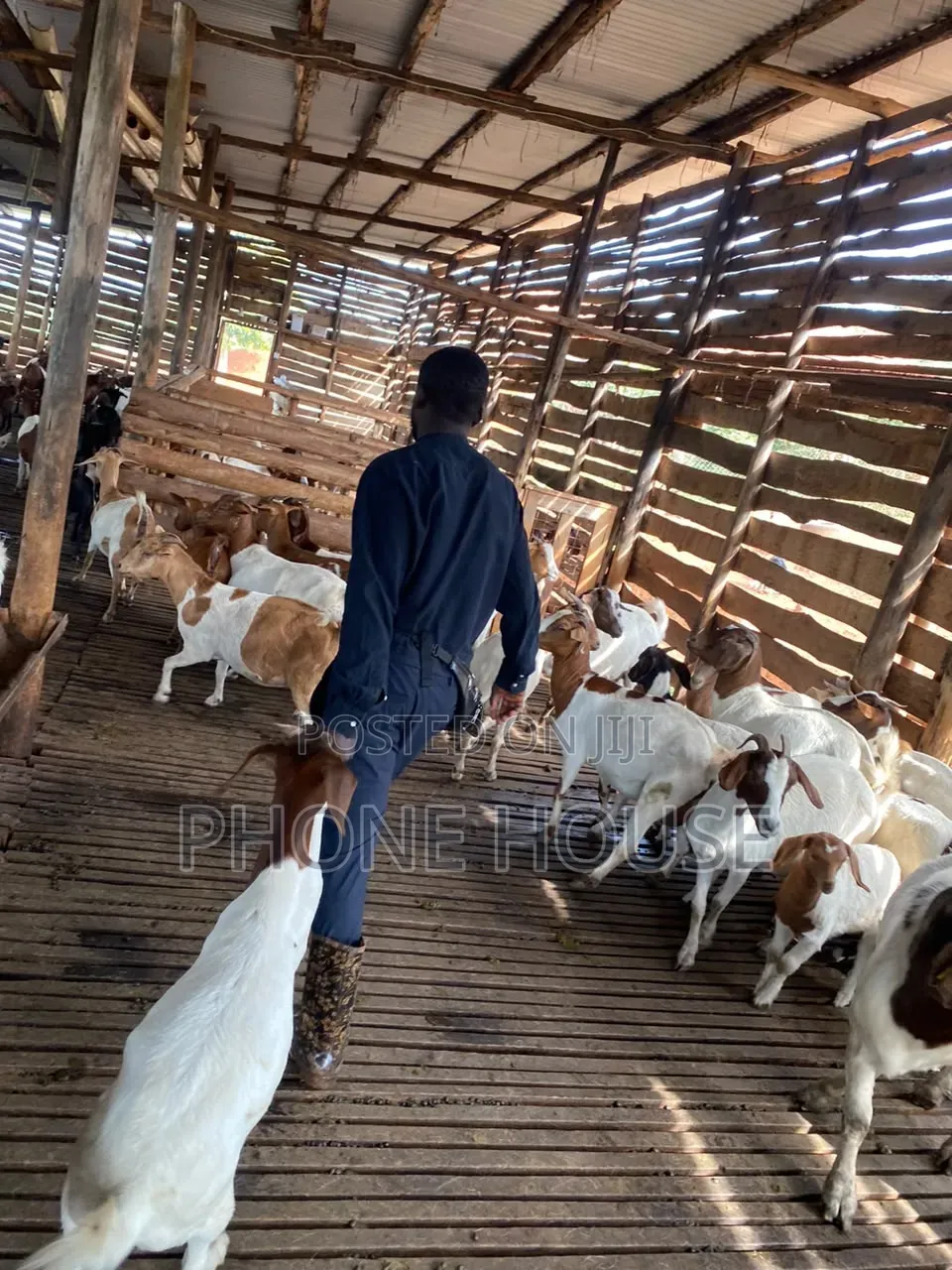 Mbuzi,goats,Boer Savanna Local,pregnant, 2kids,3kids,4 Kids