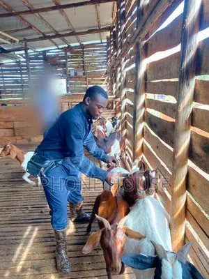 Mbuzi,goats,Boer Savanna Local,pregnant, 2kids,3kids,4 Kids