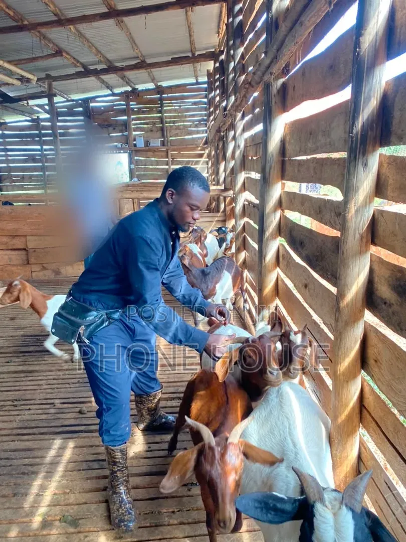Mbuzi,goats,Boer Savanna Local,pregnant, 2kids,3kids,4 Kids