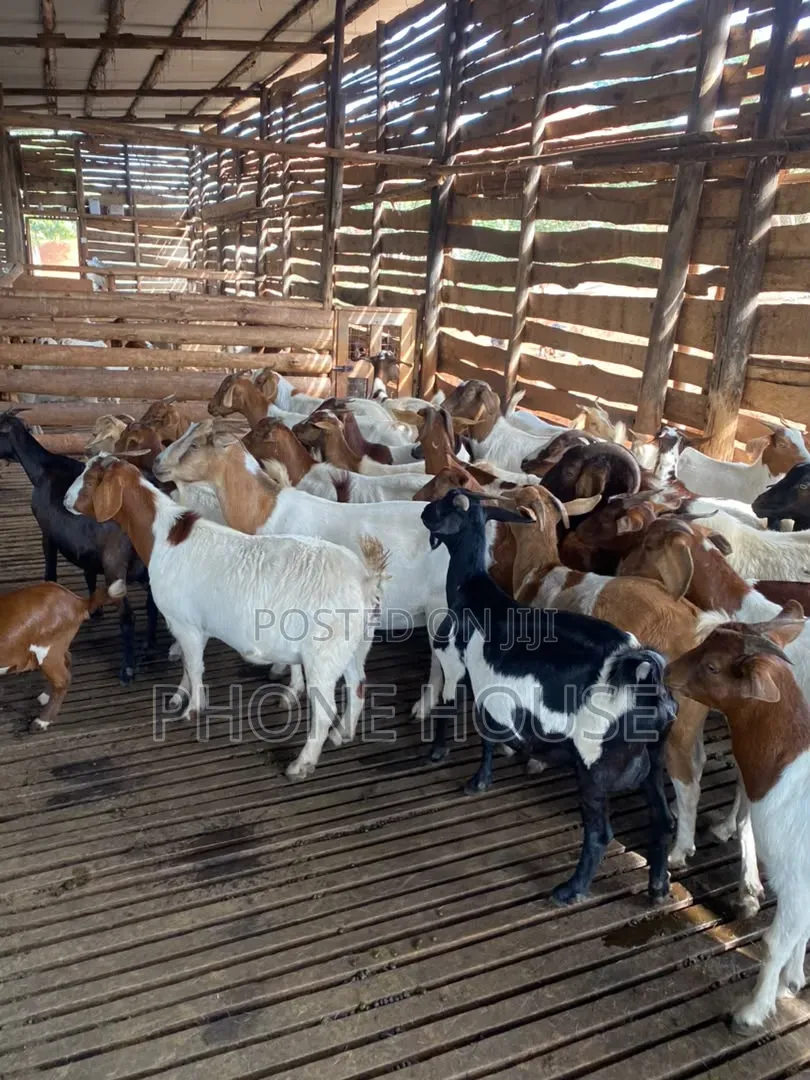 Mbuzi,goats,Boer Savanna Local,pregnant, 2kids,3kids,4 Kids