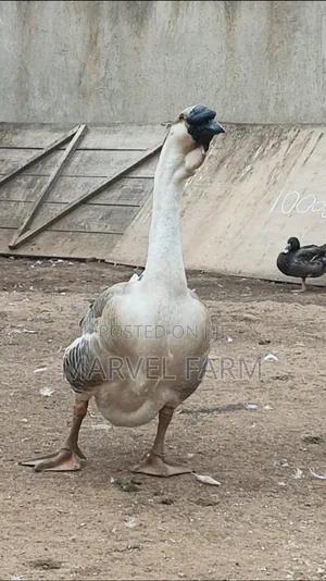 African Goose