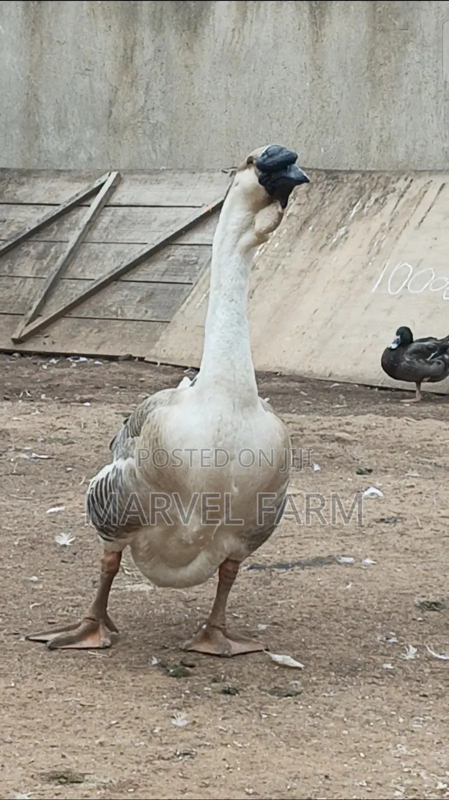 African Goose