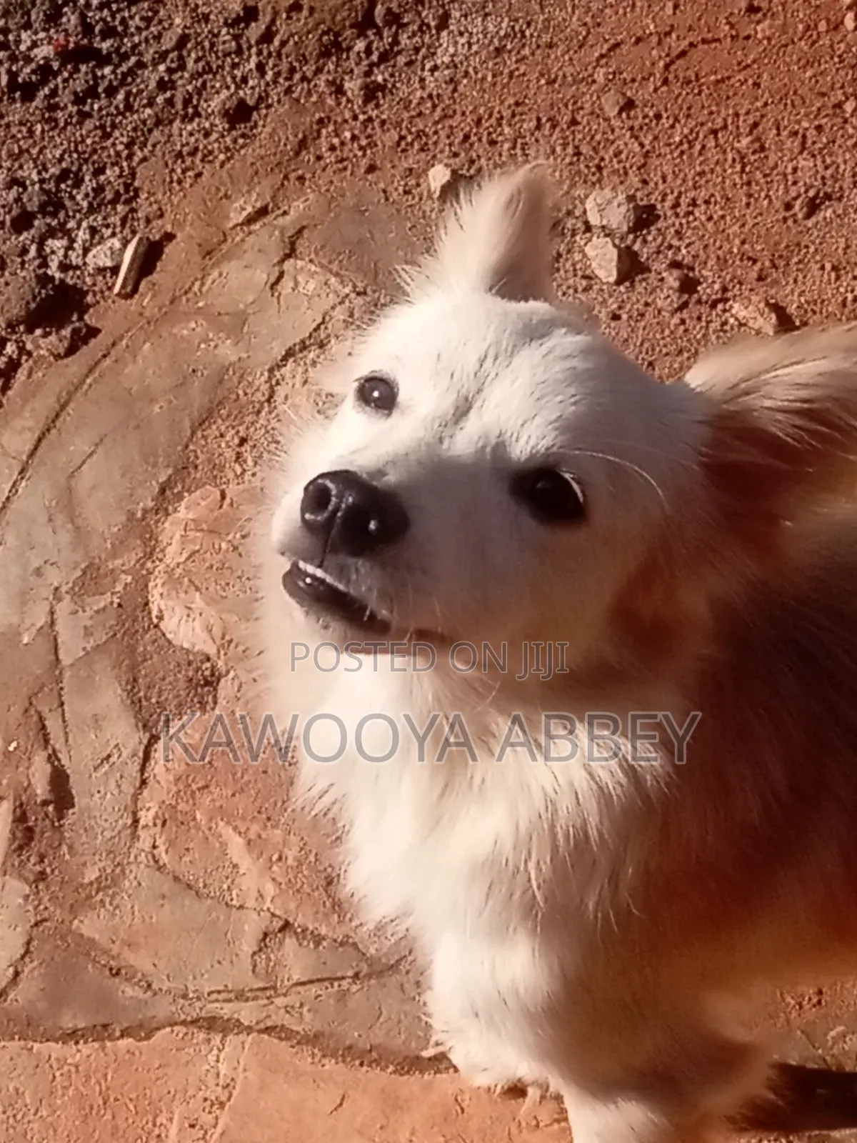 1+ year Male Purebred Japanese Spitz