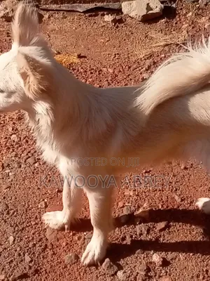 1+ year Male Purebred Japanese Spitz