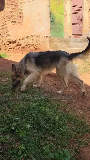 3-6 months Female Purebred German Shepherd