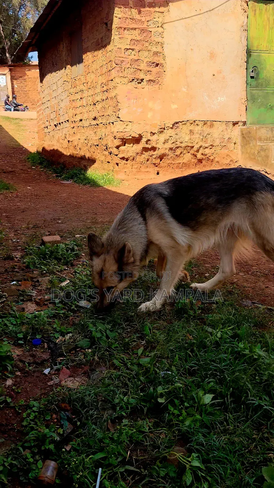 6-12 months Female Purebred German Shepherd
