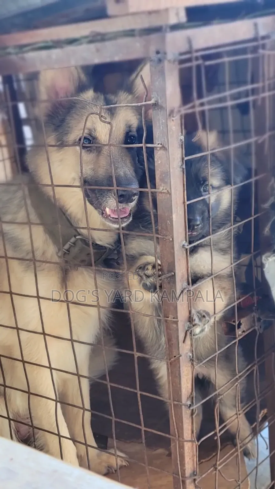 6-12 months Female Purebred German Shepherd
