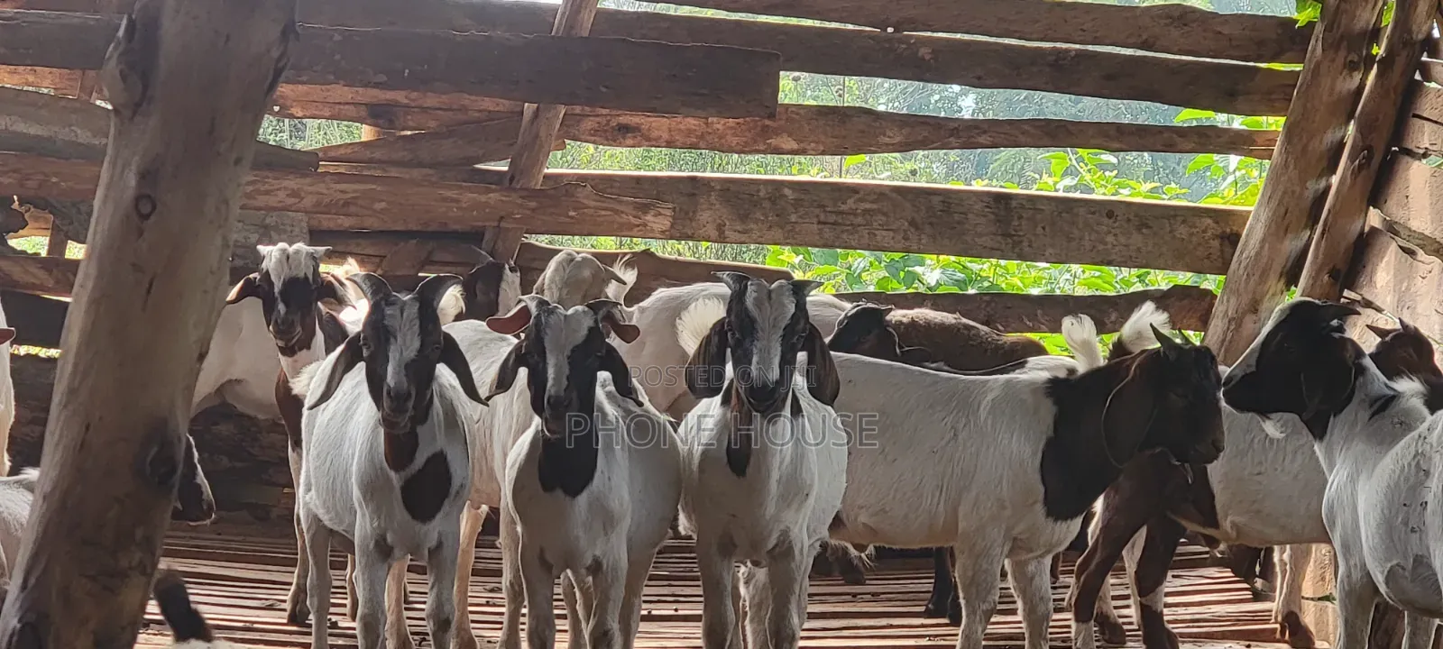 Goats Local Boer and Savanna for Eid ,Farm and Dhuhiya
