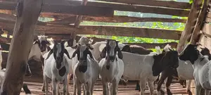 Goats Local Boer and Savanna for Eid ,Farm and Dhuhiya