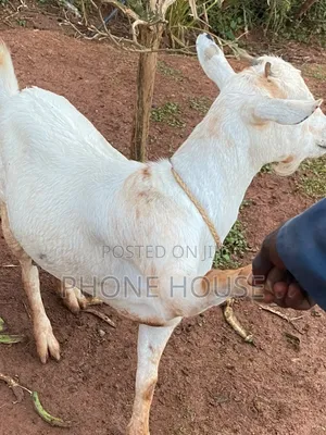 Goats Local Boer and Savanna for Eid ,Farm and Dhuhiya