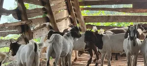 Goats Local Boer and Savanna for Eid ,Farm and Dhuhiya