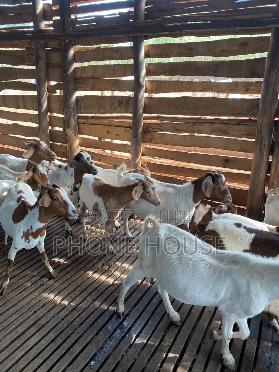 Hot Deal for Goats Embuzi Enganda Nenzungu Beor Savanna Local