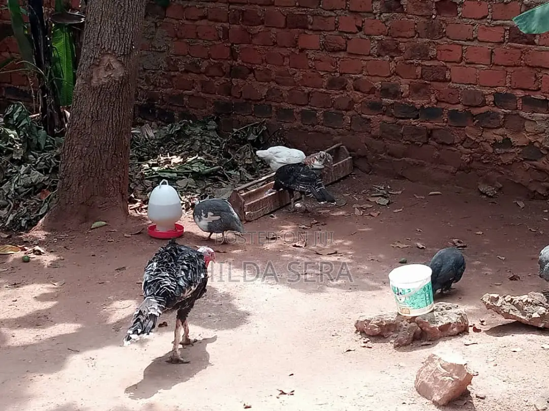 Birds, Turkey's