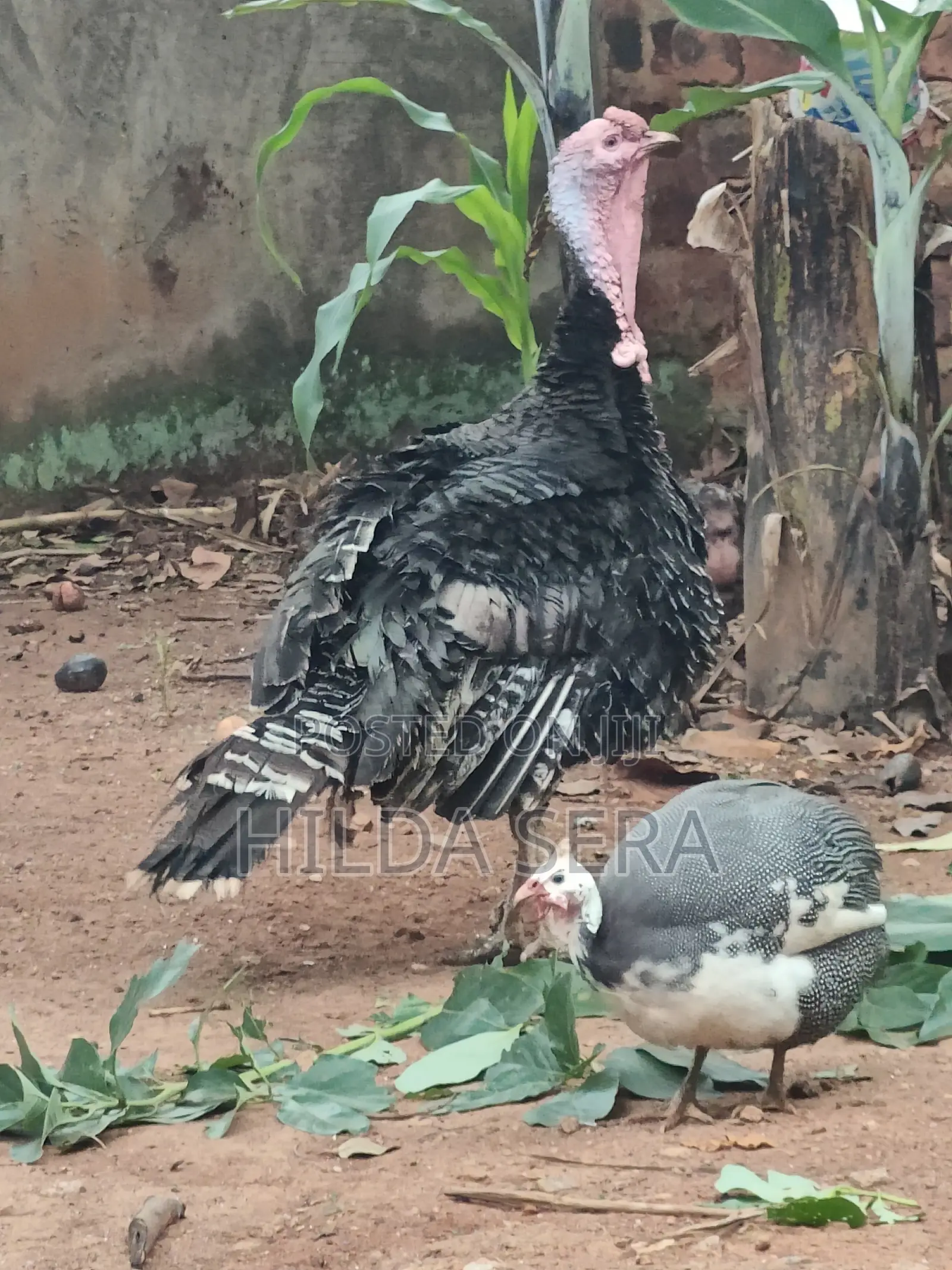 Birds, Turkey's