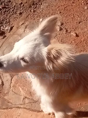 1+ year Male Purebred Japanese Spitz