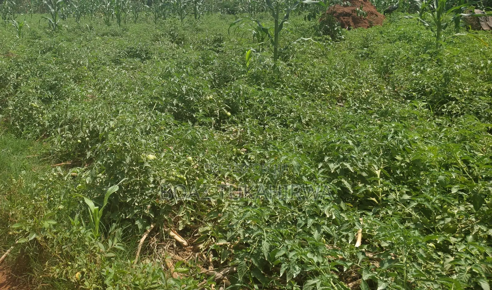 Plots Near Busiika Town and Bugema University