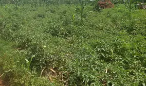 Plots Near Busiika Town and Bugema University