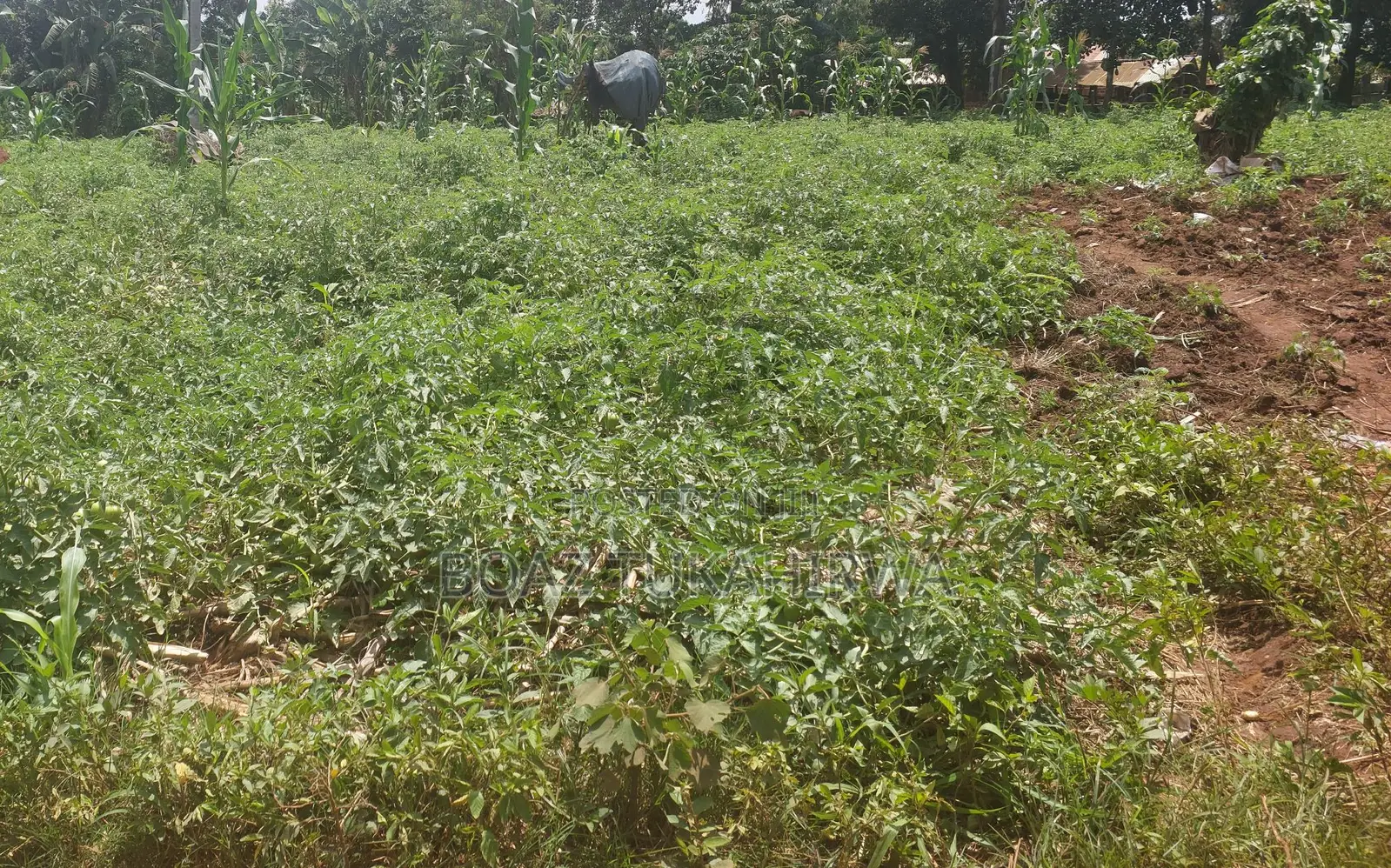 Plots Near Busiika Town and Bugema University
