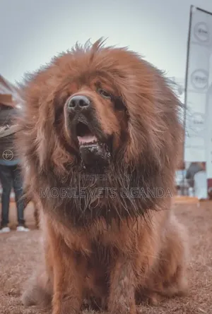 6-12 months Male Purebred Tibetan Mastiff