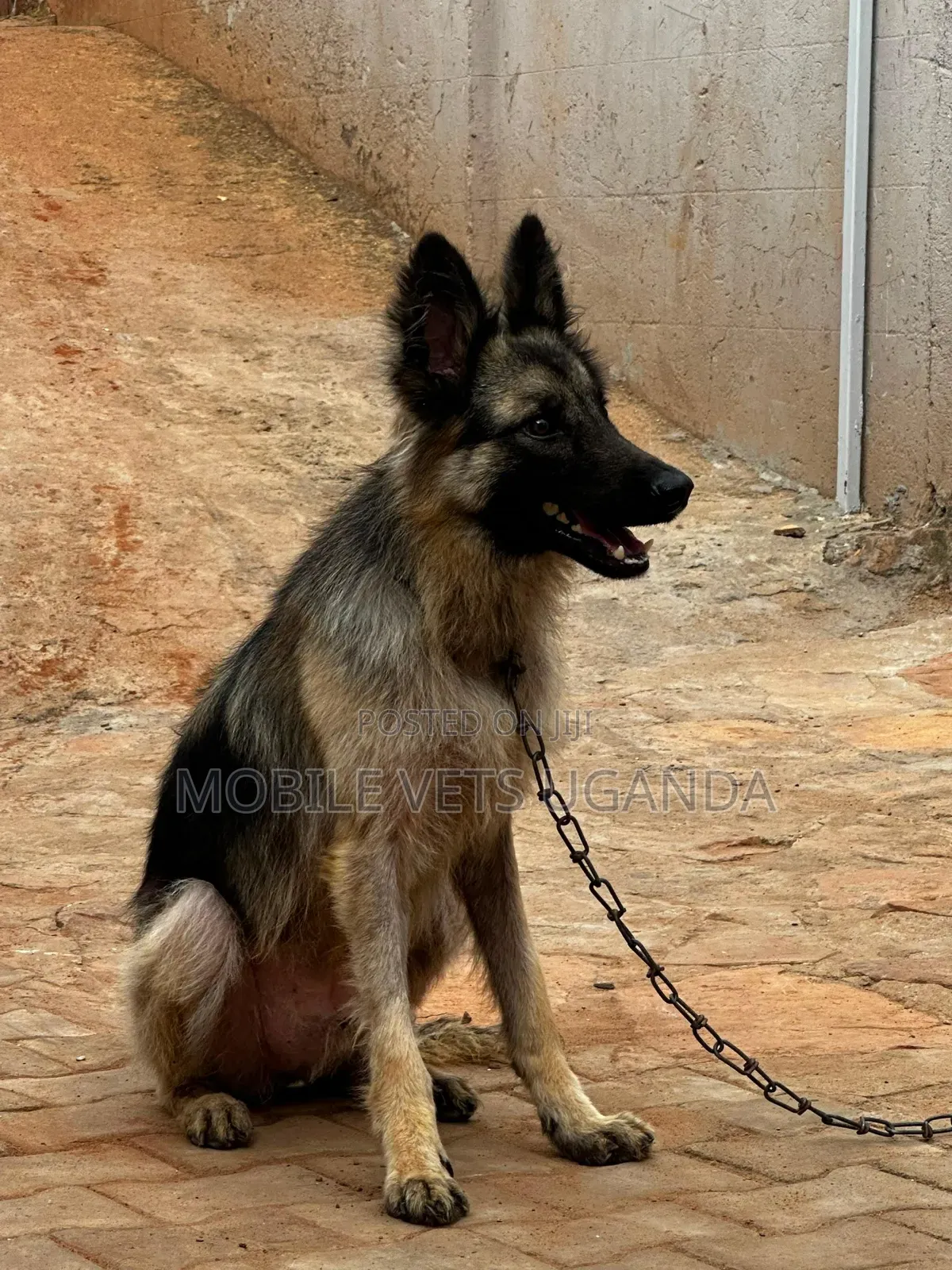 3-6 months Female Purebred German Shepherd