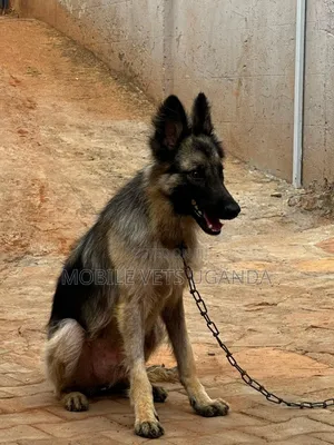 1-3 months Female Purebred German Shepherd