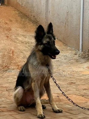 6-12 months Male Purebred German Shepherd