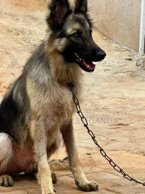 3-6 months Male Purebred German Shepherd