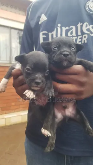 3-6 months Male Purebred Chihuahua