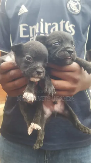 1-3 months Female Purebred Chihuahua