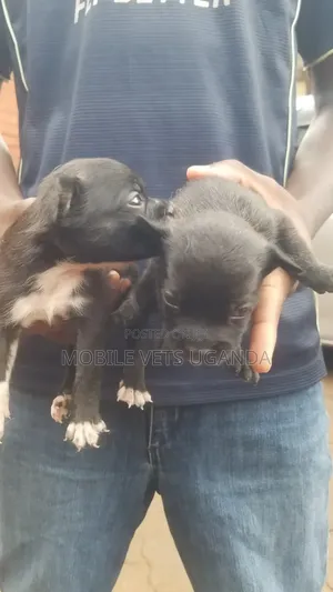 0-1 month Male Purebred Chihuahua