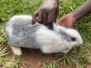 Rabbits for Sale
