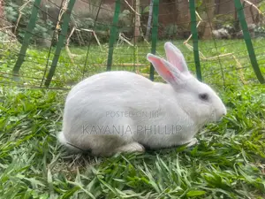 Rabbits for Sale